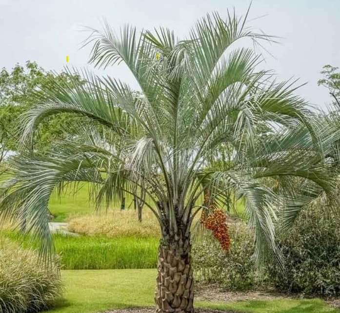 Butia Capitata-Jelly Palm